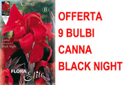 OFFERTA 9 BULBI CANNA BROWNLEAVED BLACK NIGHT