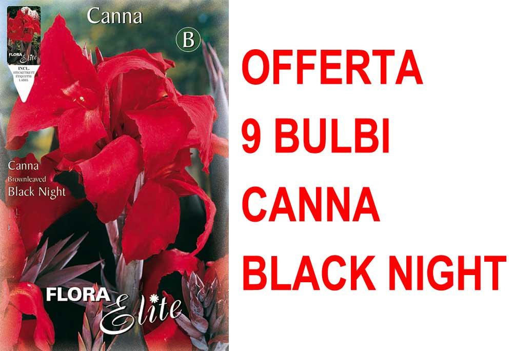 OFFERTA 9 BULBI CANNA BROWNLEAVED BLACK NIGHT