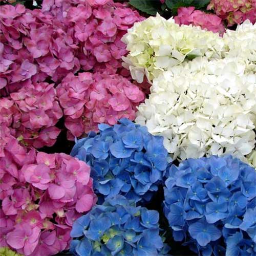 ORTENSIA HYDRANGEA MACROPHYLLA COLORI ASSORTITI VASO 14CM