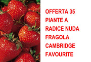 OFFERTA 35 PIANTE A RADICE NUDA FRAGOLA CAMBRIDGE FAVOURITE