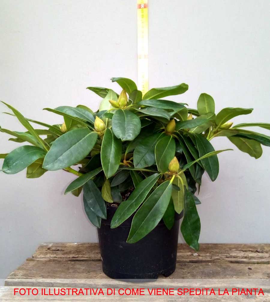 RODODENDRO ROSEUM ELEGANCE IN VASO 17CM