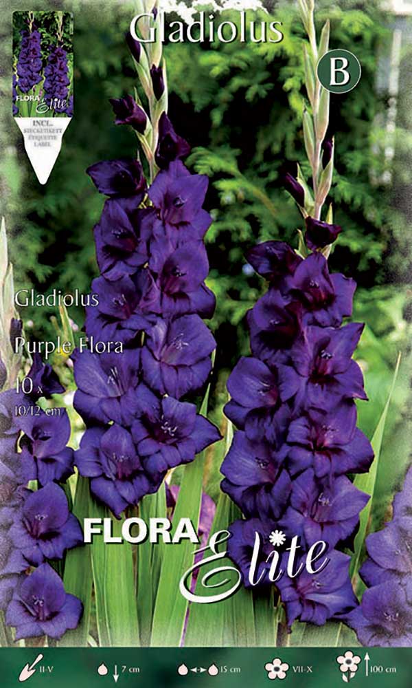 OFFERTA 70 BULBI GLADIOLI A FIORI GRANDI PURPLE FLORA