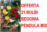 OFFERTA 21 BULBI BEGONIA PENDULA IN MIX DI COLORI