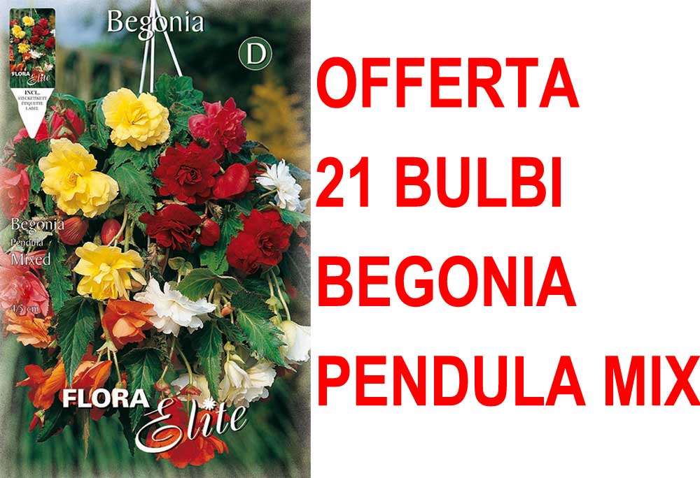 OFFERTA 21 BULBI BEGONIA PENDULA IN MIX DI COLORI