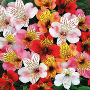 ALSTROEMERIA COLORE ASSORTITO VASO 17CM