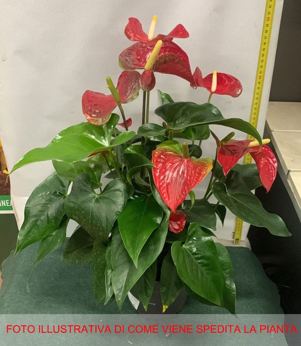 anthurium pianta acidofila ANTHURIUM KARMA ROSSO IN VASO 12CM – Peragashop