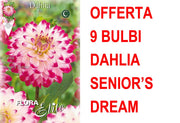 OFFERTA 9 BULBI BULBI DAHLIA DECORATIVE SENIOR'S DREAM