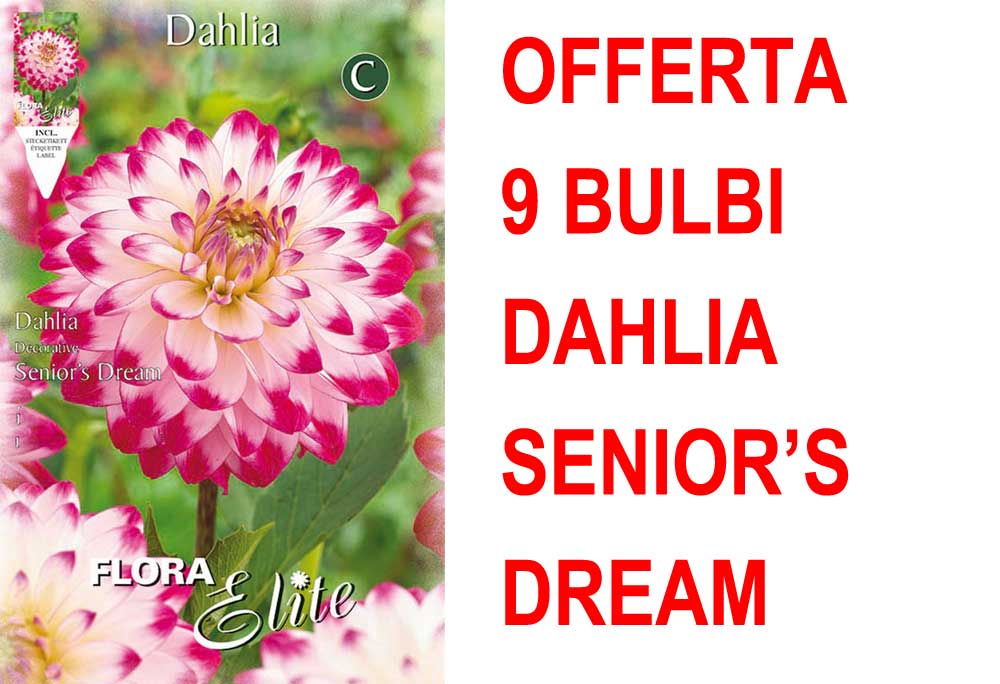 OFFERTA 9 BULBI BULBI DAHLIA DECORATIVE SENIOR'S DREAM