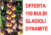 OFFERTA 150 BULBI GLADIOLI A FIORI GRANDI DYNAMITE