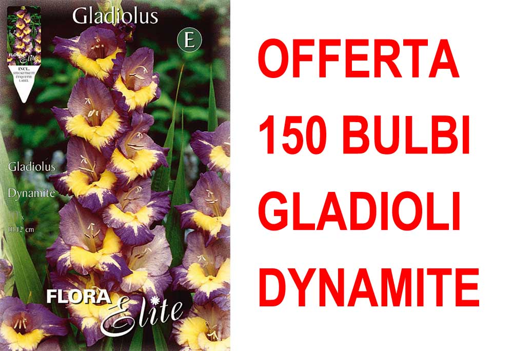 OFFERTA 150 BULBI GLADIOLI A FIORI GRANDI DYNAMITE