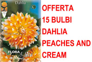 OFFERTA 15 BULBI DAHLIA DECORATIVE PEACHES AND CREAM