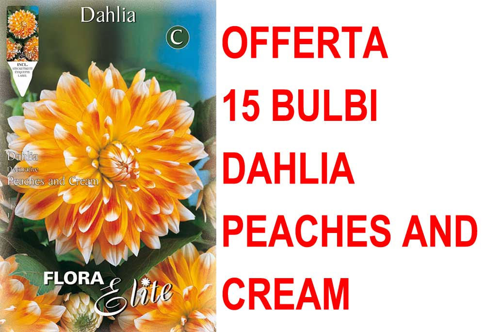 OFFERTA 15 BULBI DAHLIA DECORATIVE PEACHES AND CREAM