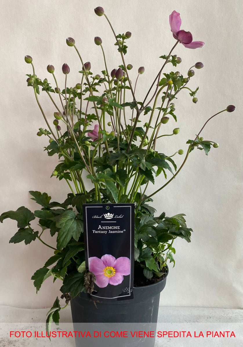 ANEMONE FANTASY JASMINE ROSA VASO DA 19CM