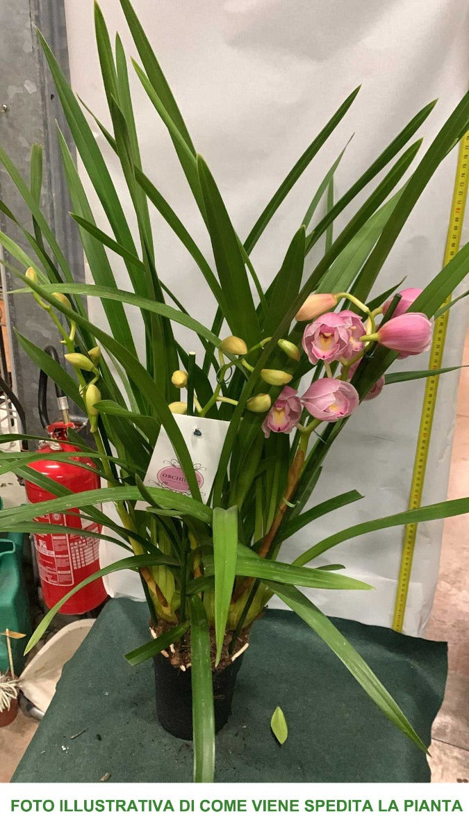 ORCHIDEA CYMBIDIUM VASO 16CM COLORI ASSORTITI