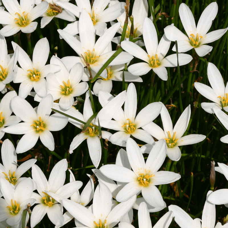 ZEPHYRANTHES CANDIDA IN VASO 17CM