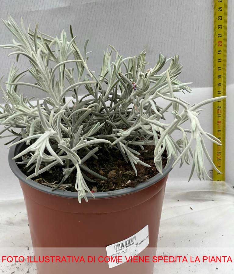 EREMOPHILA NIVEA VASO 16CM