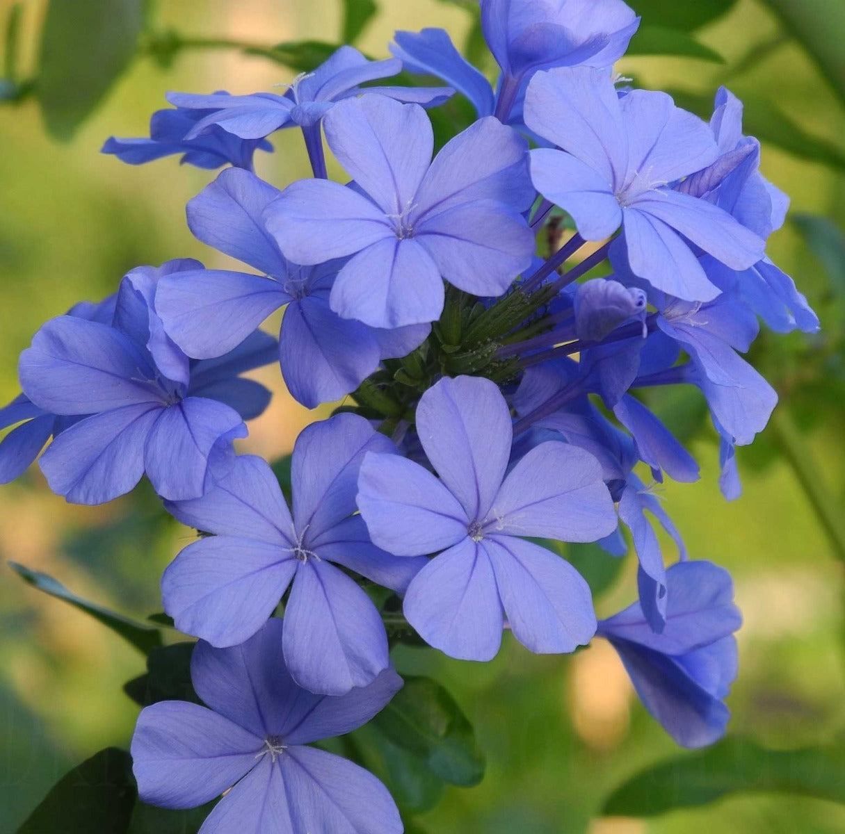 PLUMBAGO VASO 17CM