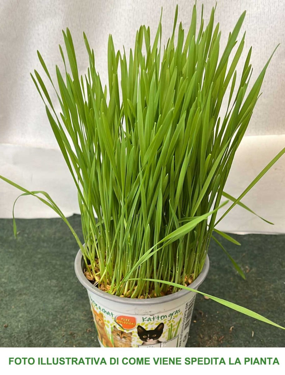 NEPETA ERBA GATTA IN VASO 12CM