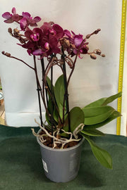 ORCHIDEA PHALAENOPSIS MARVELLOUS RED VASO 17CM