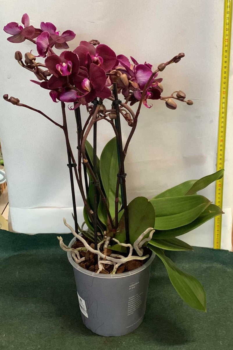 ORCHIDEA PHALAENOPSIS MARVELLOUS RED VASO 17CM