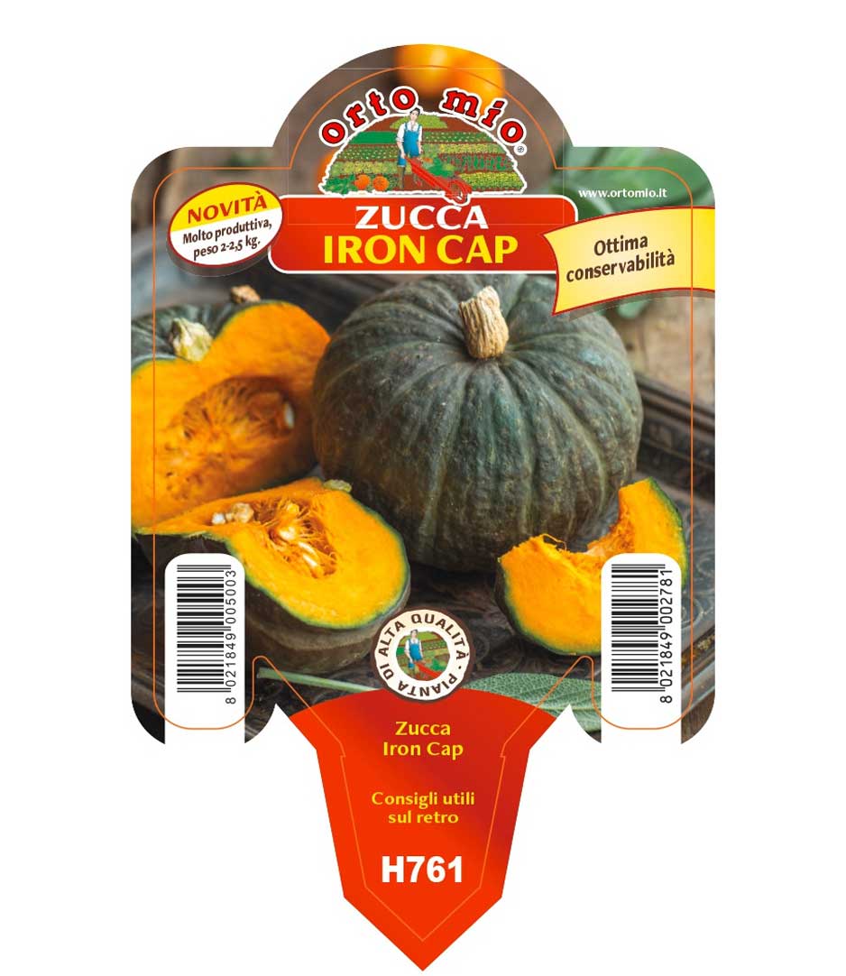 3 PIANTE IN VASO Ø10CM ZUCCA IRON CAP