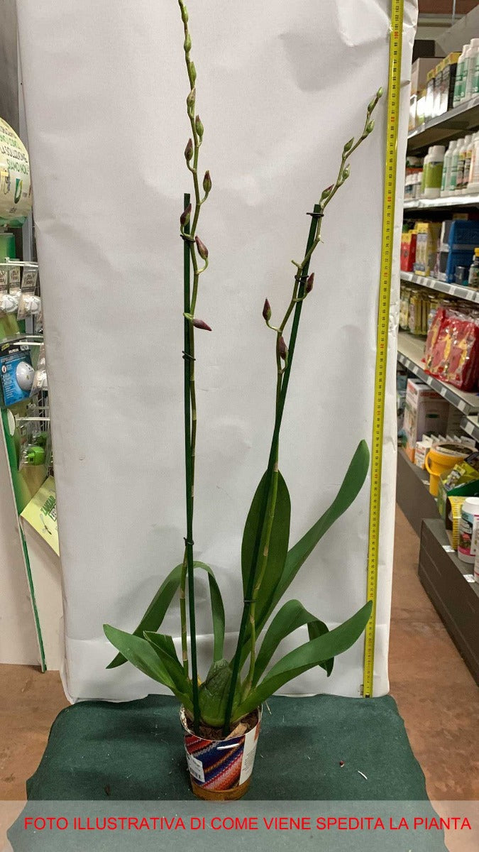 ORCHIDEA CAMBRIA COLORE ASSORTITO VASO 12CM