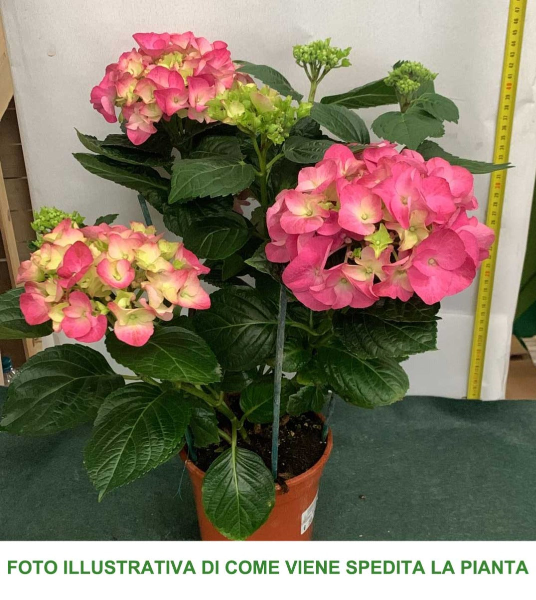 ORTENSIA HYDRANGEA MACROPHYLLA COLORI ASSORTITI VASO 15CM