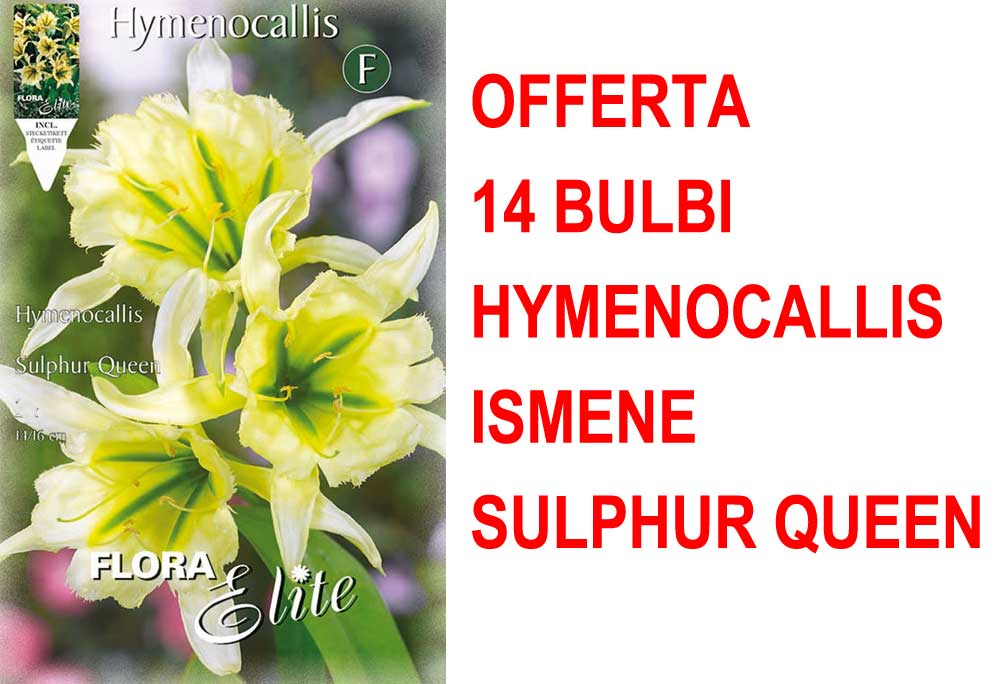 OFFERTA 14 BULBI HYMENOCALLIS ISMENE SULPHUR QUEEN