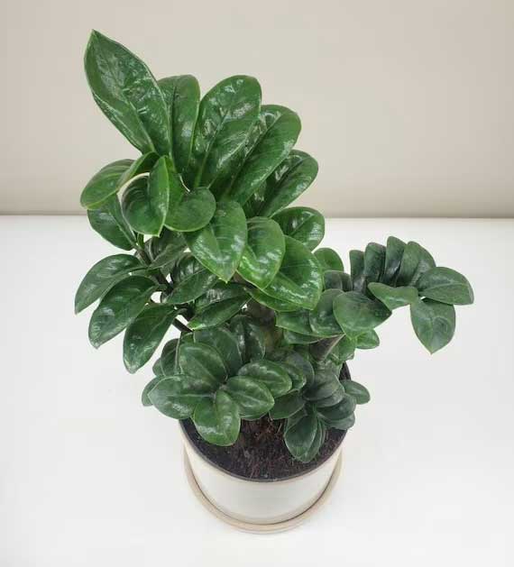 ZAMIOCULCAS ZENZI 9CM