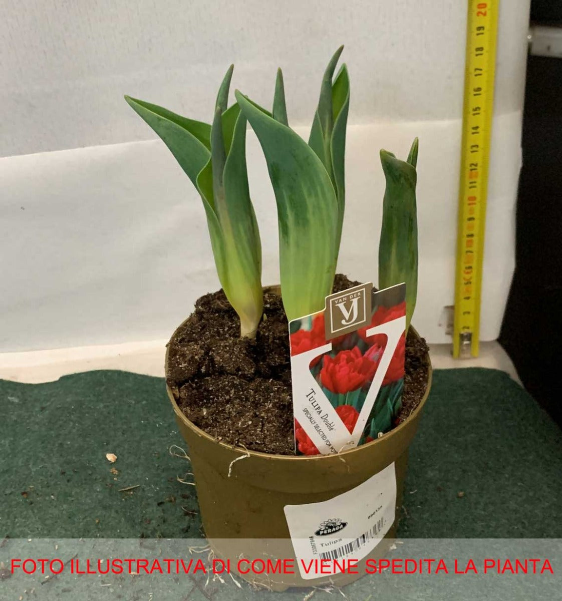 TULIPANI A FIORE DOPPIO VASO 12CM COLORI ASSORTITI