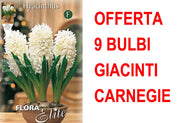 OFFERTA 9 BULBI GIACINTO CARNEGIE