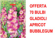 OFFERTA 70 BULBI GLADIOLO A FIORI GRANDI APRICOT BUBBLEGUM