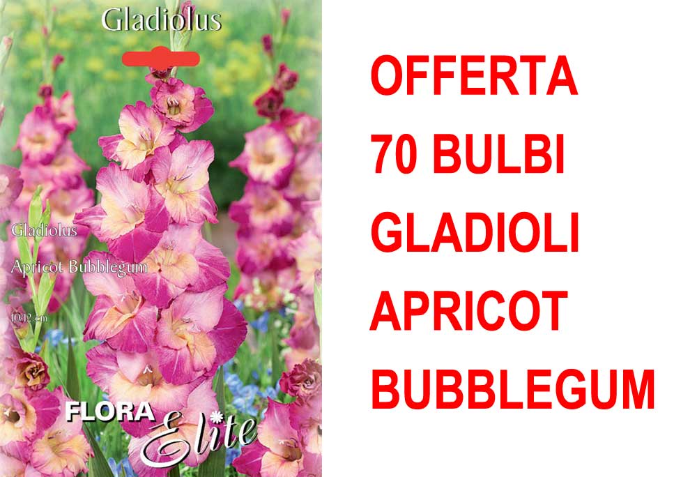 OFFERTA 70 BULBI GLADIOLO A FIORI GRANDI APRICOT BUBBLEGUM
