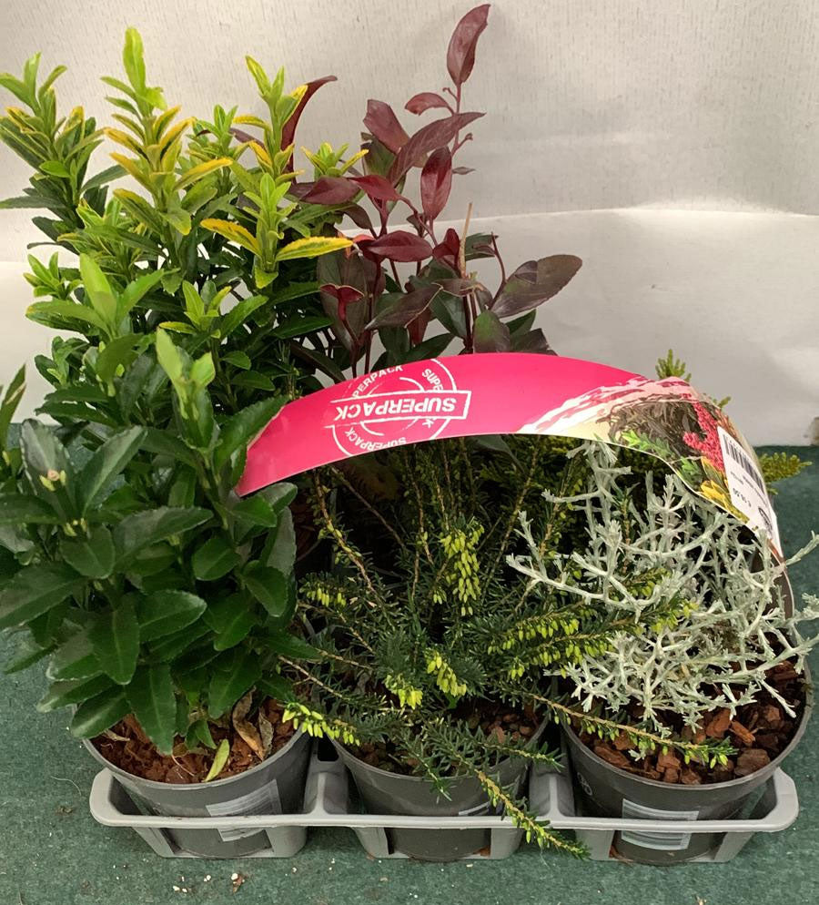 BOX 6 PIANTE ARBUSTI GARDEN MIX