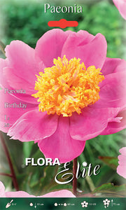 PAEONIA BIRTHDAY (CONFEZIONE DA 1 RADICE)
