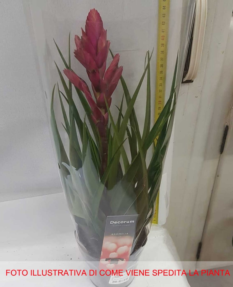GUZMANIA COLORE ASSORTITO IN VASO 13CM