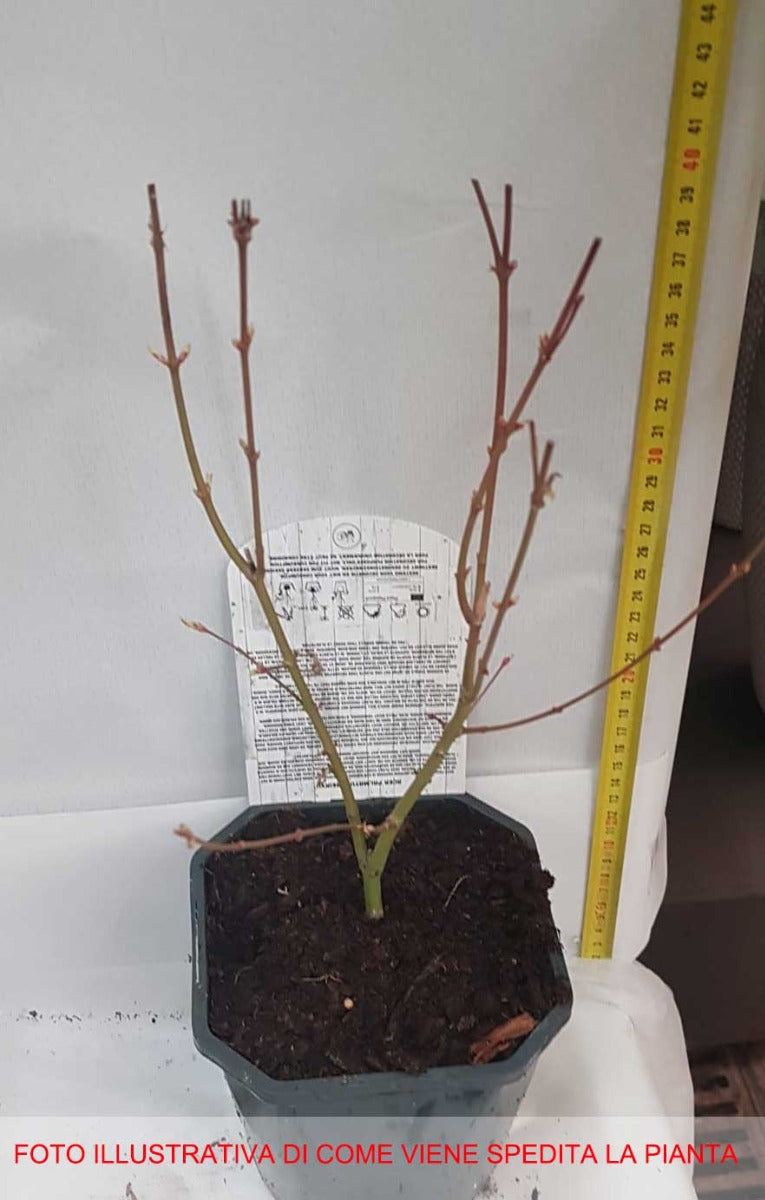ACERO PALMATUM ATROPURPUREUM IN VASO 15CM