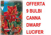 OFFERTA 9 BULBI CANNA DWARF LUCIFER