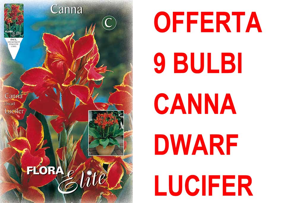 OFFERTA 9 BULBI CANNA DWARF LUCIFER