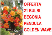 OFFERTA 21 BULBI BEGONIA PENDULA GOLDEN WAVE