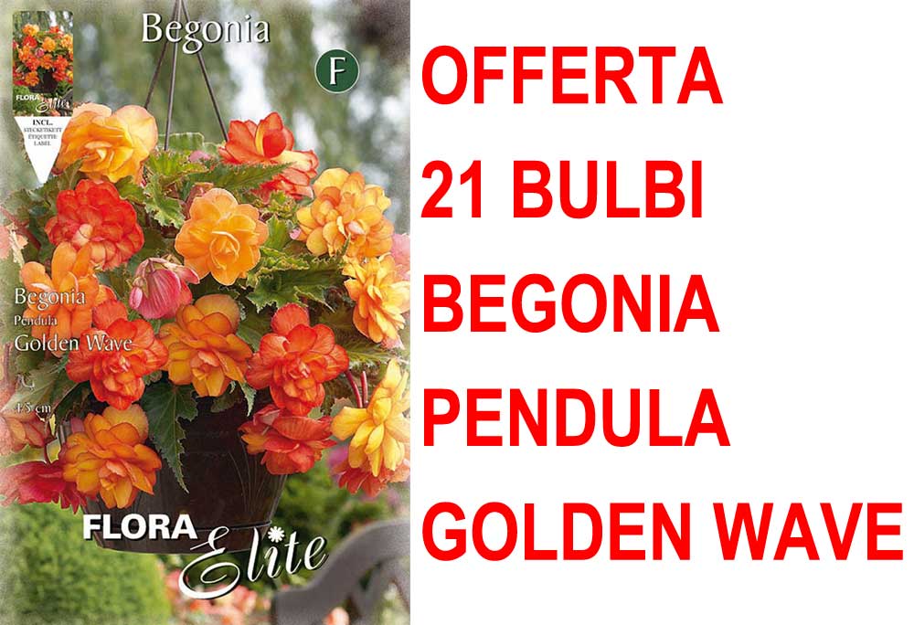 OFFERTA 21 BULBI BEGONIA PENDULA GOLDEN WAVE