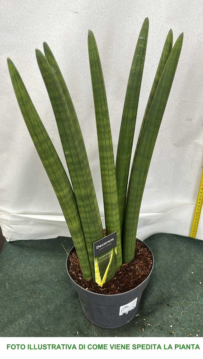SANSEVIERIA CYLINDRICA FAN IN VASO 17CM
