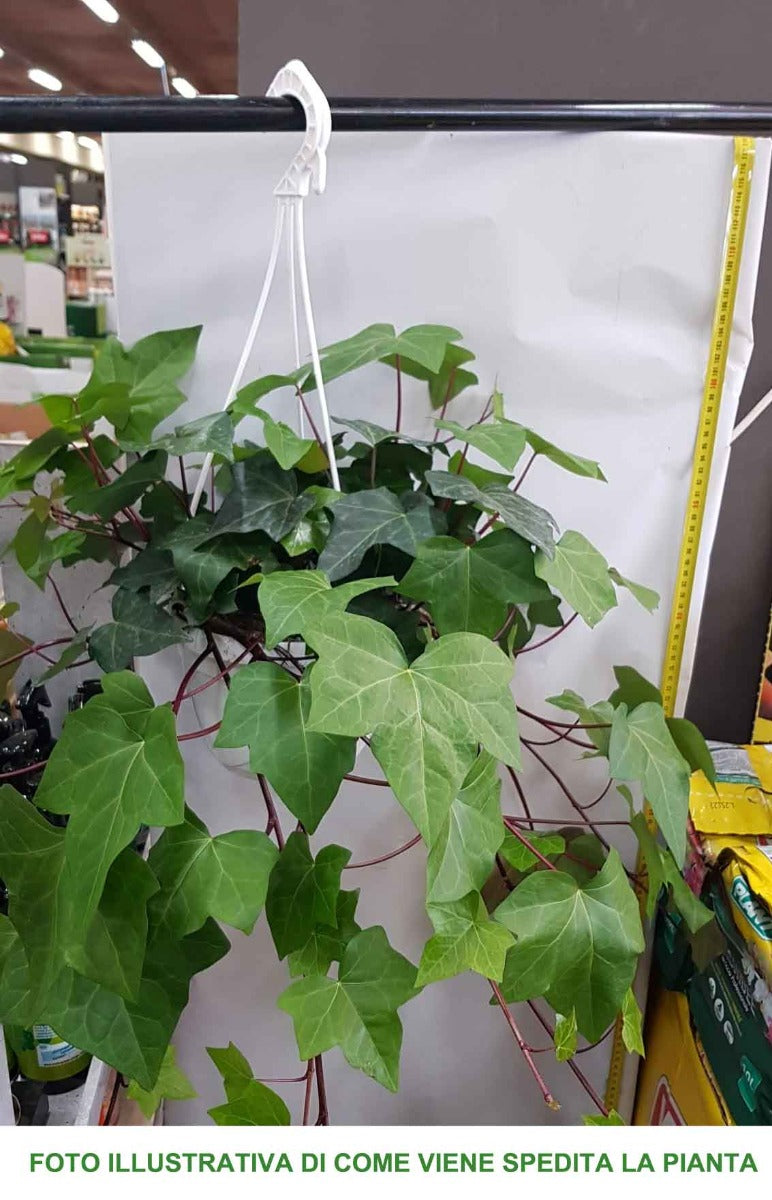 EDERA HELIX IN VASO BASKET 18CM