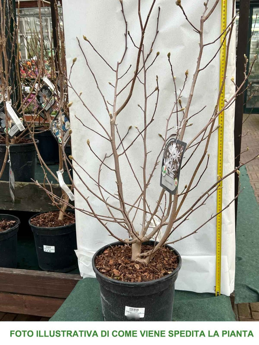 MAGNOLIA STELLATA MANCHU FAN VASO 24CM