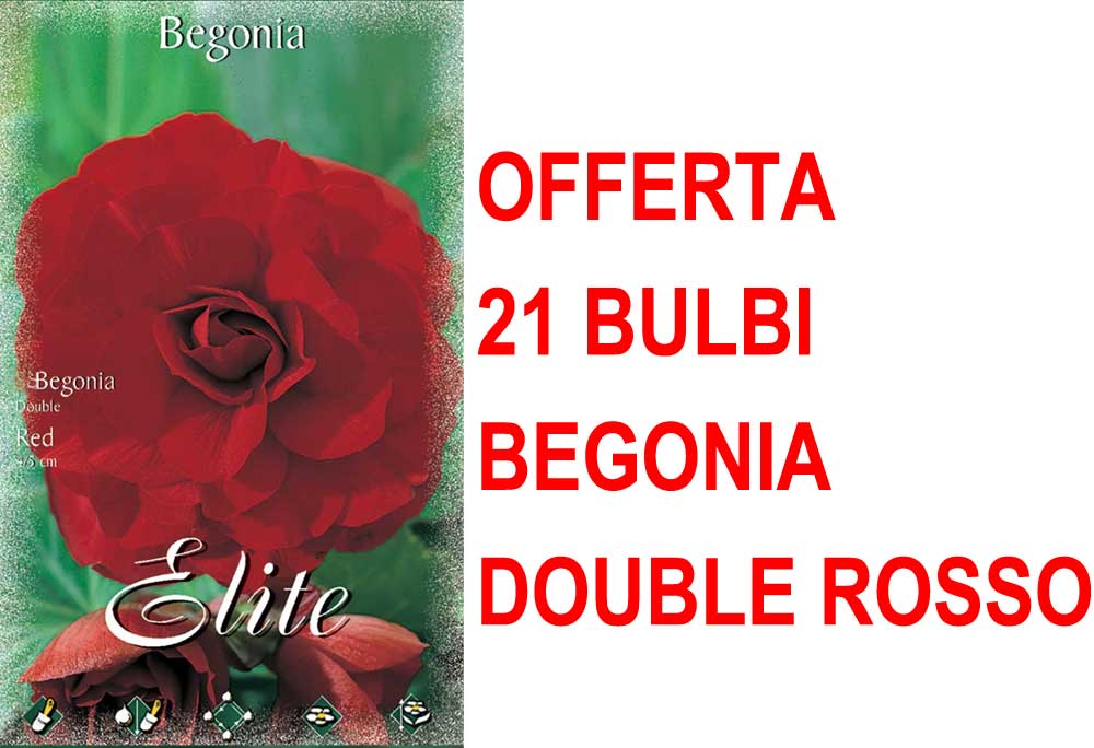 OFFERTA 21 BULBI BEGONIA DOUBLE ROSSO