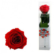 ROSA AMOROSA STABILIZZATA ROSSA MINI 25CM