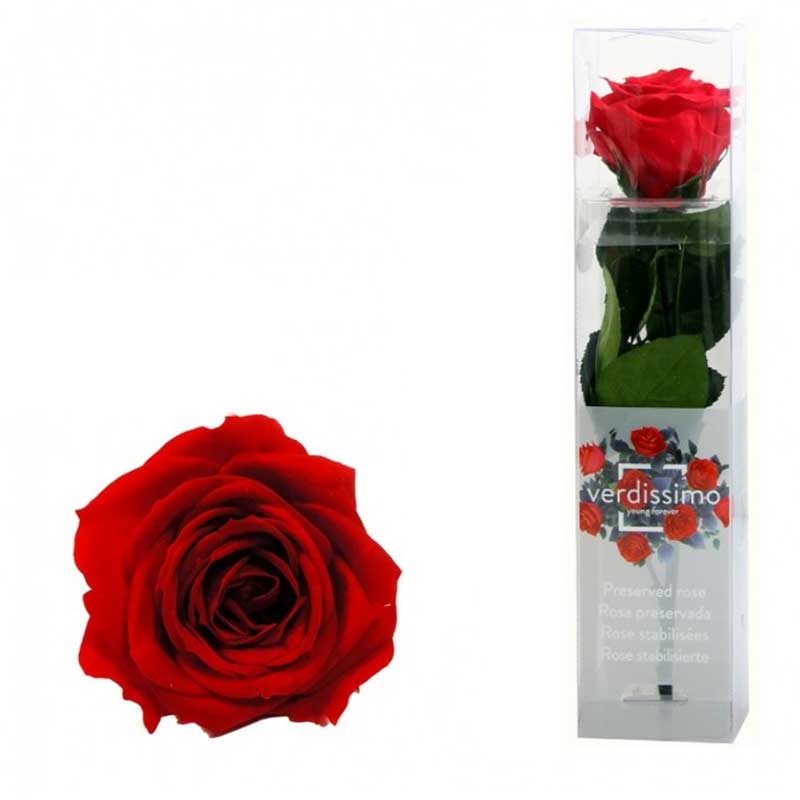 ROSA AMOROSA STABILIZZATA ROSSA MINI 25CM