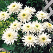 LEUCANTHEMUM SUPERBUM WIRRAL SUPREME VASO 18CM