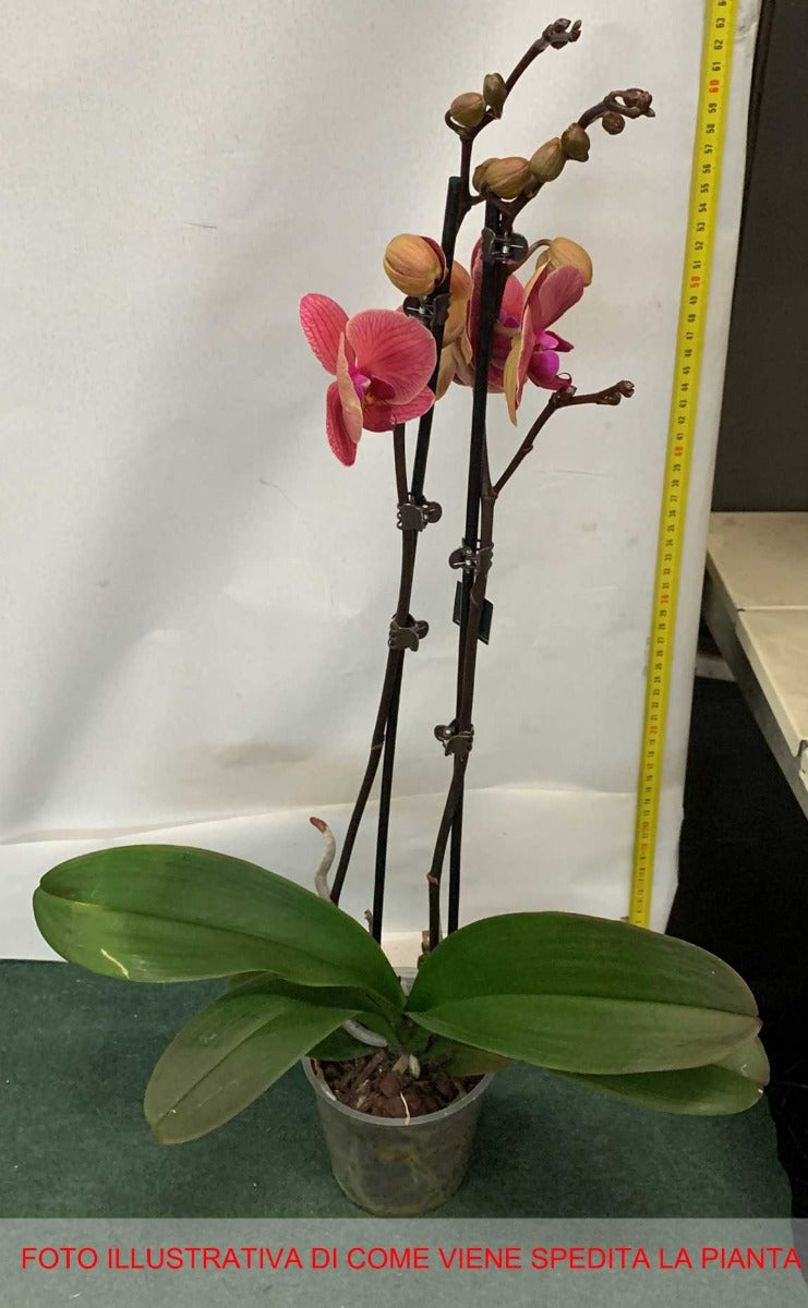 ORCHIDEA PHALAENOPSIS COLORE ASSORTITO VASO 12CM 2 RAMI