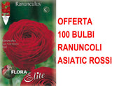 OFFERTA 100 BULBI RANUNCOLO ASIATIC ROSSO